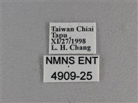 寬邊橙斑弄蝶藏品圖，第3張