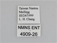 紫帶眉眼蝶藏品圖，第3張