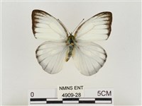 淡褐脈粉蝶藏品圖，第1張