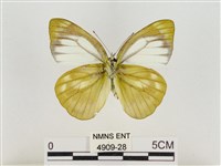 淡褐脈粉蝶藏品圖，第2張