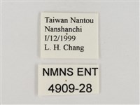 淡褐脈粉蝶藏品圖，第3張