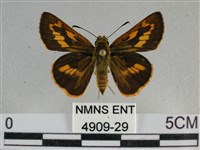 寬邊橙斑弄蝶藏品圖，第1張