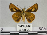 寬邊橙斑弄蝶藏品圖，第2張