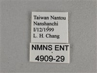 寬邊橙斑弄蝶藏品圖，第3張