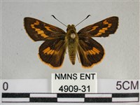 寬邊橙斑弄蝶藏品圖，第1張