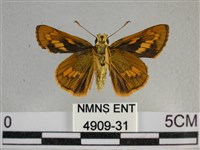 寬邊橙斑弄蝶藏品圖，第2張