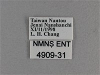 寬邊橙斑弄蝶藏品圖，第3張