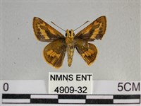 寬邊橙斑弄蝶藏品圖，第2張