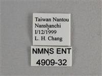 寬邊橙斑弄蝶藏品圖，第3張