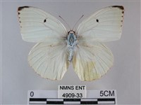 細波遷粉蝶藏品圖，第1張