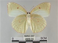 細波遷粉蝶藏品圖，第2張