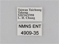 密紋波眼蝶藏品圖，第3張
