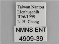 鋸粉蝶藏品圖，第3張