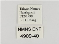 淡褐脈粉蝶藏品圖，第3張