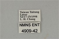 藍灰蝶沖繩亞種藏品圖，第3張