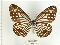 絹斑蝶藏品圖，第2張