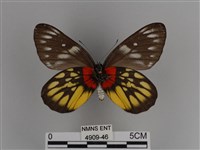 豔粉蝶藏品圖，第2張