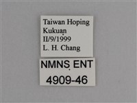 豔粉蝶藏品圖，第3張