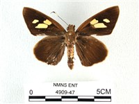 香蕉弄蝶藏品圖，第1張