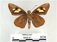 香蕉弄蝶藏品圖，第2張