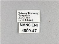 香蕉弄蝶藏品圖，第3張