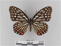紅星脈蛺蝶藏品圖，第2張