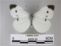 白粉蝶、紋白蝶藏品圖，第1張