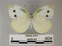 白粉蝶、紋白蝶藏品圖，第2張