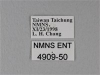 白粉蝶、紋白蝶藏品圖，第3張