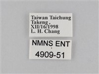 密紋波眼蝶藏品圖，第3張