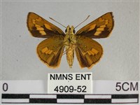 寬邊橙斑弄蝶藏品圖，第2張