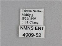 寬邊橙斑弄蝶藏品圖，第3張