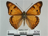 金鎧蛺蝶藏品圖，第1張