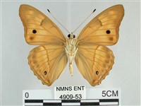 金鎧蛺蝶藏品圖，第2張