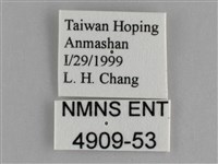 金鎧蛺蝶藏品圖，第3張