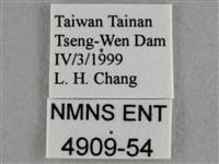 蘇鐵綺灰蝶藏品圖，第3張