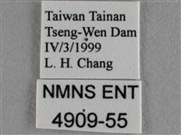蘇鐵綺灰蝶藏品圖，第3張