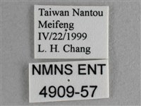 異色尖粉蝶藏品圖，第3張