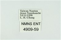 東方喙蝶藏品圖，第3張