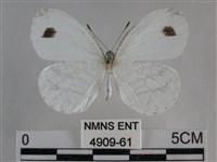 纖粉蝶、黑點粉蝶藏品圖，第1張