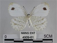 纖粉蝶、黑點粉蝶藏品圖，第2張