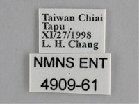 纖粉蝶、黑點粉蝶藏品圖，第3張