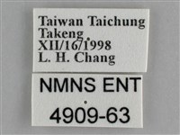 白豔粉蝶藏品圖，第3張