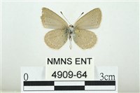 Accession Number:004909-00064 Collection Image, Figure 2, Total 3 Figures