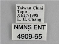 纖粉蝶、黑點粉蝶藏品圖，第3張