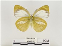 淡褐脈粉蝶藏品圖，第2張