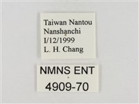 淡褐脈粉蝶藏品圖，第3張