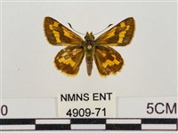 淡黃斑弄蝶藏品圖，第1張