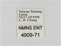 淡黃斑弄蝶藏品圖，第3張