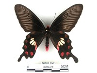 紅珠鳳蝶藏品圖，第1張